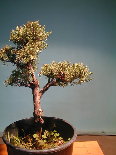 Prebonsai di Cipresso - Bonsai Olivo vendita online di bonsai e prebonsai