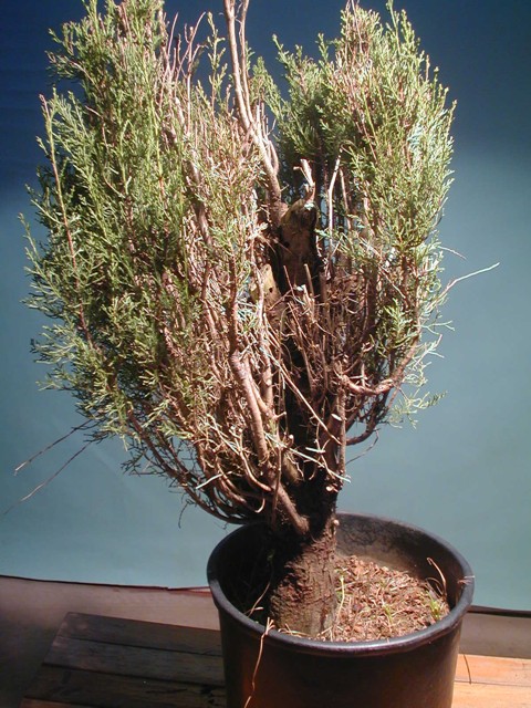 Prebonsai di Cipresso - Bonsai Olivo vendita online di bonsai e prebonsai
