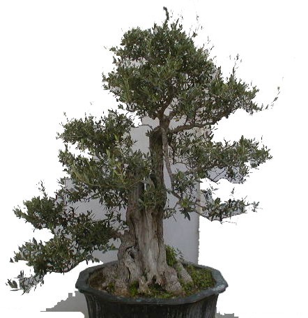 Bonsai di Olivo secolare - Bonsai Olivo vendita online di bonsai e prebonsai