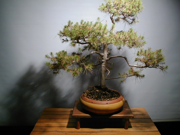 Bonsai di Pino mediterraneo - Bonsai Olivo vendita online di bonsai e  prebonsai