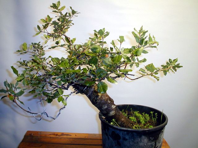 Prebonsai di quercia Ilex - Bonsai Olivo vendita online di bonsai e  prebonsai